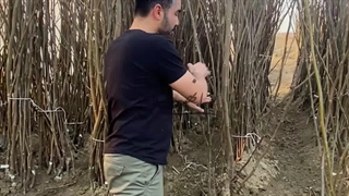 نهال گردو پیوندی نهالستان پویا نهال