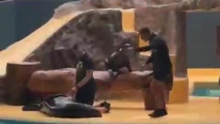 میدونستین شیرهای دریایی تا این حد بامزه ان