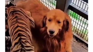 سگ گلدن رتریوی که مادر توله ببرهای یک باغ وحش شد