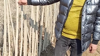 صنوبر نیگرا ترکیه،نهالستان مهندس علی ارجمند