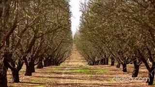 بهترین کود برای نهال درخت بادام