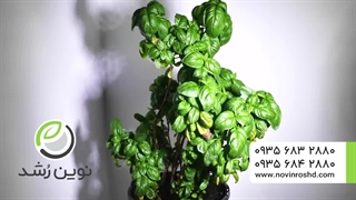 تایم لپس رشد!