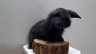 خرگوش مینی لوپ مشکی | پت پیک