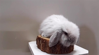 خرگوش مینی لوپ نقره ای (سیلور) | پت پیک