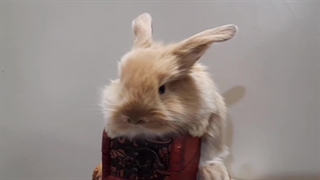 خرگوش لوپ هلندی کاراملی | پت پیک