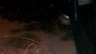 خنده طنز مسخره کردن شیرعلی سوژه