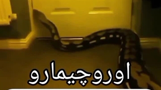 عضای اکتسوکی در دنیای واگی