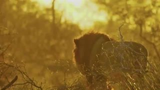 حیوانات وحشی آفریقای جنوبی - فیلم حیات وحش | لووولد، پارک ملی کروگر بزرگ