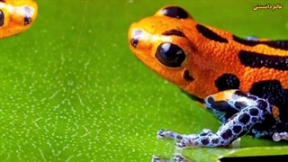 خطرناک ترین حیوانات جنگل آمازون: مرگبار اما جذاب !