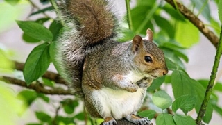 لحظاتی جالب و دیدنی از سنجاب ها