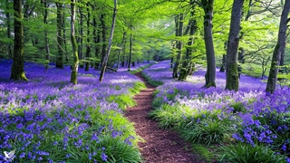 موسیقی ملایم و آرامبخش همراه تصاویر طبیعت