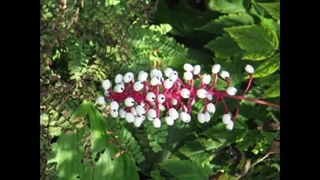 خواص توت مار | گیاه عجیب غریب با خواص فوق العاده