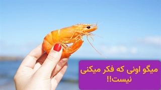 دنیای میگو ها از اون چیزی که فکر میکنیم گسترده تره!!