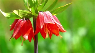 هفدهمین نمایشگاه بین المللی گردشگری و صنایع وابسته تهران