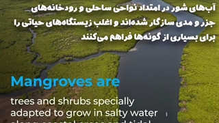 اکوسیستم حرا