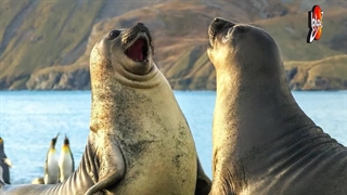 درباره شیر دریایی بیشتر بدونیم!!