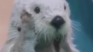 یه گافی که دادین؟