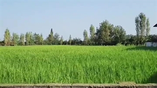 عرضه برنج درجه یک ایرانی