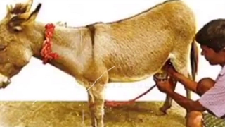 درمان با شیرخر/09120750932