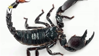 زهر عقرب:گران ترین مایع جهان که هر لیترش ۱۵۰ میلیون دلاره