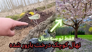 کاشتن نهال با این روش باعث رشد شگفت انگیز نهال و سلامت درخت میشه
