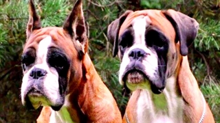 خطرناک ترین سگ ها :ماجراجویی هیجان انگیز سگ های خطرناک جهان