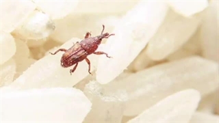 اینطوری شپشک برنج را دفع کن | دفع شپشک برنج با روشهای طبیعی بدون قرص برنج و مواد شیمیایی