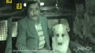 سگ گریه کرد جلوی ضریح امام رضا