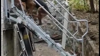 پله دراج مدل فیروز