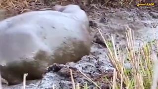 بی رحم ترین و خشن ترین حیوانات جهان!