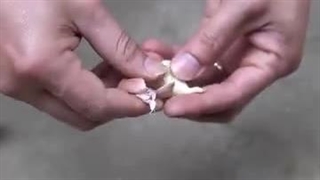 آموزش کاشت گل رز