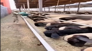 پیشرفت هوش مصنوعی و جایگزیدن شدن با نیروی انسانی