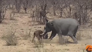 خطرناک ترین و مرگبار ترین حیوانات دنیا | 10 حیوان قاتل که هر سال چندین قربانی میگیرند