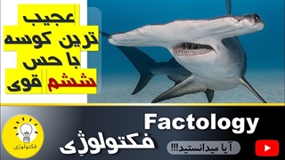 کوسه سر چکشی با حس ششم قوی | فرگشت صحیح که باعث بقایش شد