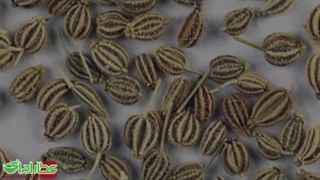 همه خواص و مضرات زنیان از منظر طب ایرانی