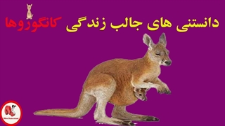 دانستنی های جالب زندگی کانگوروها -  کانگورو