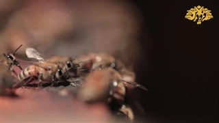 آقای عسل ایران در تنوع و کیفیت-عسل فروردین آقای عسل ایران-عسل فروردین