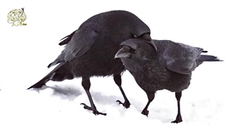 چرا کلاغ باهوش ترین پرنده زمین است؟