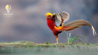 پرنده عجیبی که تا حالا ندیدید!! چرا این پرنده ها انقدر عجیب و غریب هستن؟