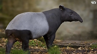 تاپیر نام حیوانیست که تابه‌حال نشنیده‌اید...