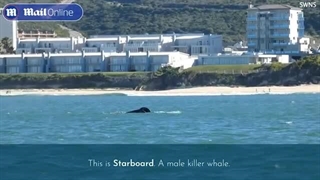 لحظه کشته شدن یک کوسه سفید بزرگ توسط یک نهنگ قاتل تنها در دو دقیقه