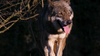 رازها و اسرار باور نکردنی گرگ ها که نشنیده اید!