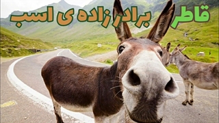 راجع به قاطر ها چه می‌دانید؟