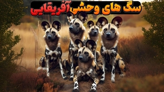 سگ های وحشی افریقایی