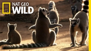 لمورهای دم حلقه ای