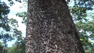 خطرناک ترین درختان جهان:مرگبارترین درختانی که هرگز نباید اونها رو لمس کنین!