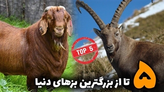 پنج مورد از بزرگترین بز های دنیا که خشن هستند