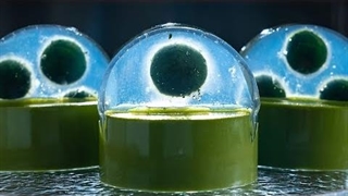 موس ژله ای توپی ، یک دسر جذاب  با ماچا شکلات  - موج کره ای