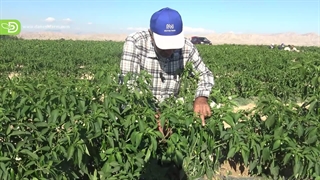 بررسی فلفل قلمی ردمن