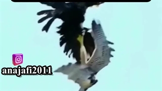 روز انتقام از ظالم سخت تر از روز ظلم بر مظلوم خواهد بود (امام علی علیه السلام)